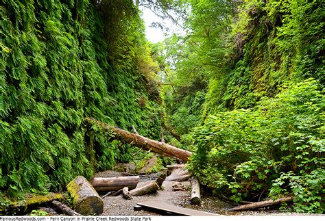 Prairie Creek Redwoods State Park - Famous Redwoods