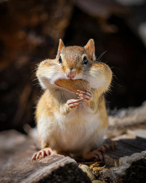 Fluffy hungry eastern chipmunk eating peanuts in sunny park · Free ...