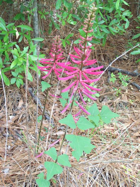 Pin by Gail G Taylor on Florida Native Plants | Florida native plants, Plants, Native plants