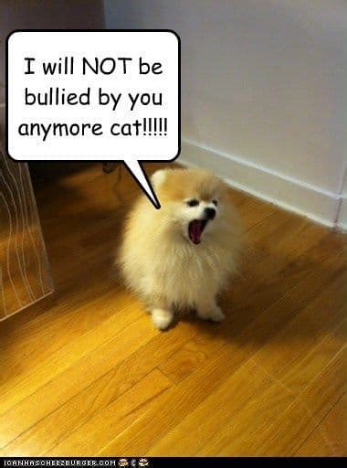 75+ Funniest Pomeranian Memes