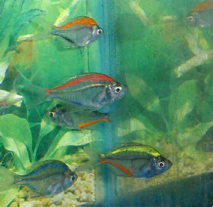 Aquarium Fish & Others: Indian Glassfish