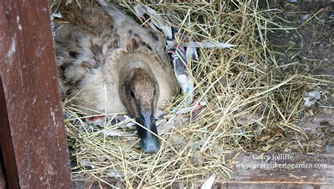 Raising Ducks - ducklings are born on a Wild Atlantic Way Garden