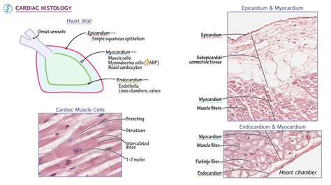 Anatomy & Physiology: Cardiac Histology | ditki medical & biological sciences