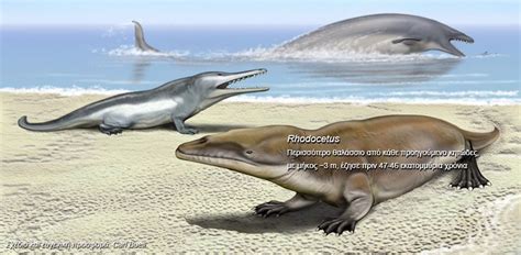 Stages in whale evolution; Rhodocetus, Maiacetus and Basilosaurus | Prehistoric animals ...