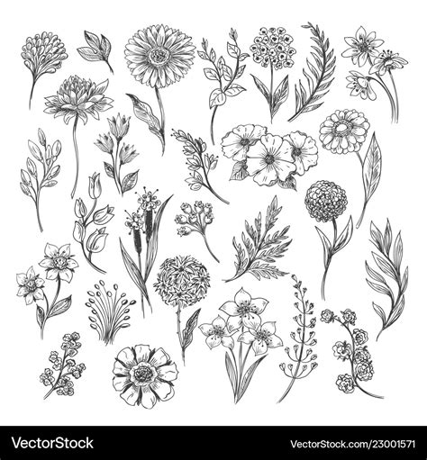 Vintage Flower Sketch Vector Free | Best Flower Site