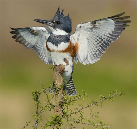 An Outstretched Belted Kingfisher | Belted kingfisher, Kingfisher bird, Beautiful birds