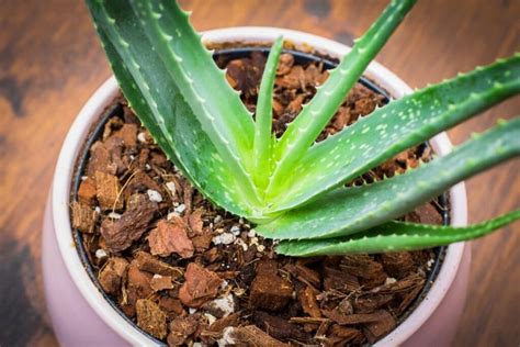 Aloe Plant: Different Types, How To Grow and Care | Florgeous