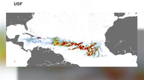 5,000-mile-wide giant seaweed bloom: All about Sargassum algae that can ...