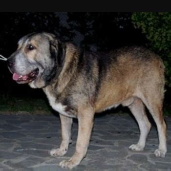 Molossus of Epirus Breed Information, Characteristics & Heath Problems | DogZone.com