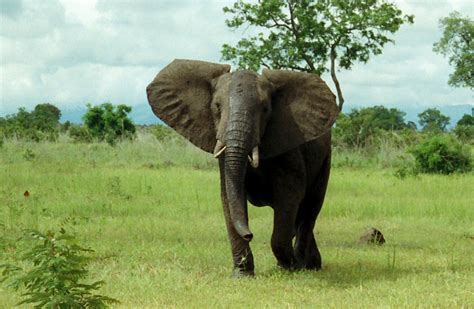 File:African Bush Elephant Mikumi.jpg - Wikimedia Commons