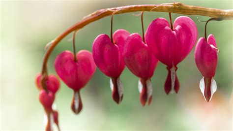 Heart Shaped Flowers Images Hd | Best Flower Site