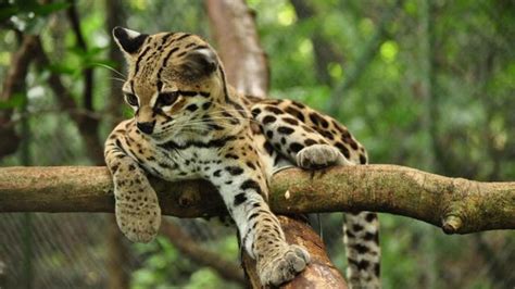 Cat Chit Chat: How do margays get their food?