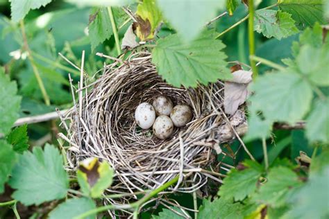 Garden warbler: song, nest & migration - Plantura