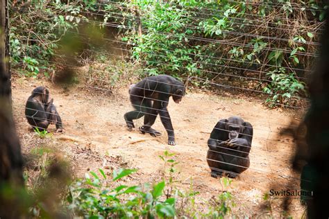 Tacugama Chimpanzee Sanctuary-Sierra Leone-Wildlife-Chimpanzee-16 | SwitSalone