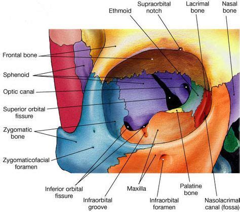 Medical anatomy, Human anatomy and physiology, Anatomy