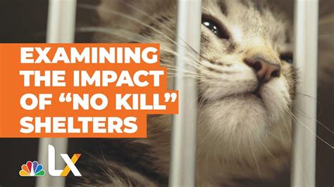 'No-Kill' Shelter Movement Leading to Animal Living Conditions Worse Than Death? | NBCLX - YouTube