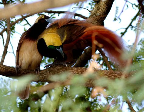 Raggiana Bird-of-paradise (Paradisaea raggiana) | he was coo… | Flickr