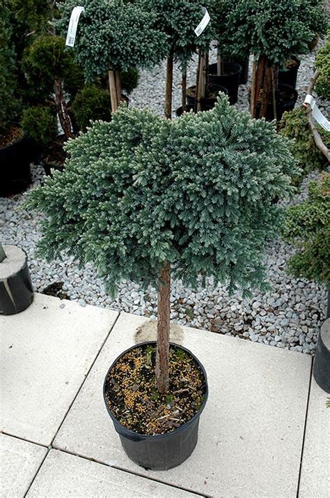 Click to view full-size photo of Blue Star Juniper (Juniperus squamata 'Blue Star (tree form ...