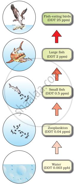 Observe figure and answer the following questions. Biomagnification of ...