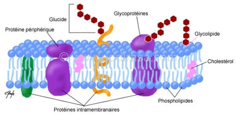 LA MEMBRANE PLASMIQUE - موقع الدراسة الجزائري