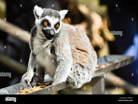 lemur monkey feeding in a zoo Stock Photo - Alamy