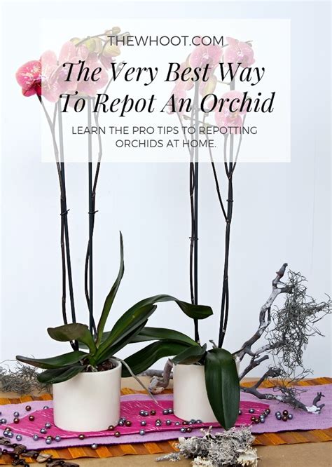 How To Repot Orchids Youtube Video | The WHOot | Repot orchids, How to repot orchids, Orchids
