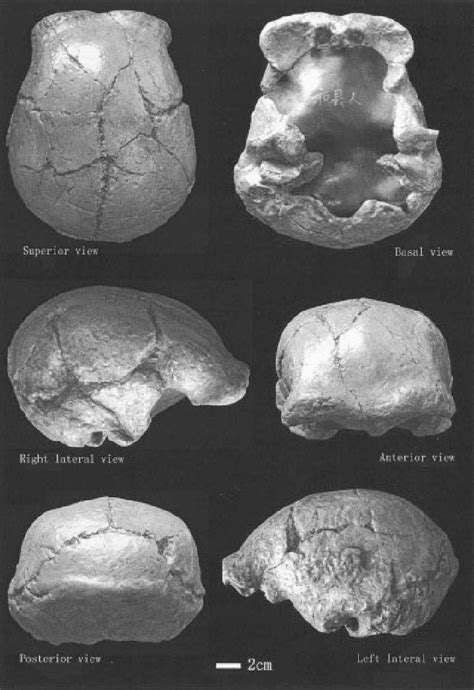 Skull of Hexian Homo erectus. | Download Scientific Diagram