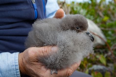 Bermuda Petrel enjoys record-breaking breeding season - BirdGuides