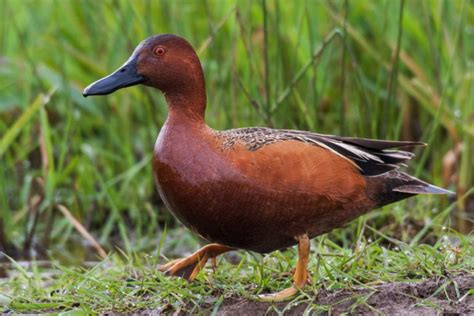 The Cinnamon Teal: Nature's Stunning Red-Feathered Ducks Uncovered