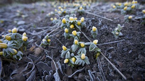 How to Grow Eranthis in Your Garden - The Habitat