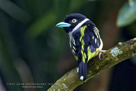 Black-and-yellow Broadbill (Eurylaimus ochromalus) | Flickr