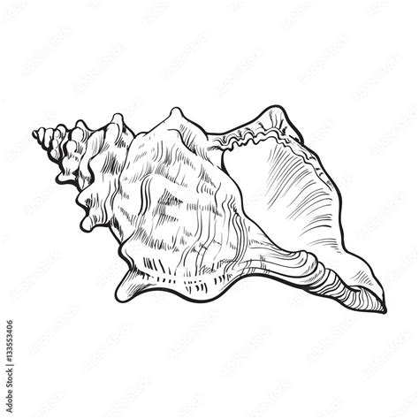 Download spiral conch sea shell, sketch style vector illustration ...