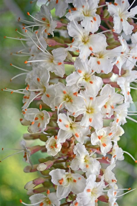 California Buckeye (Aesculus californica) – Purpose - Pegasus Products