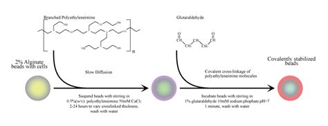 Team:Paris Bettencourt/Encapsulation - 2012.igem.org