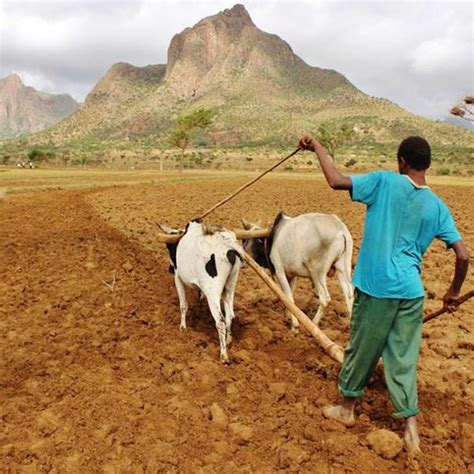 The view from Paris: what climate change means for smallholder farmers - Blogs - Farm Africa