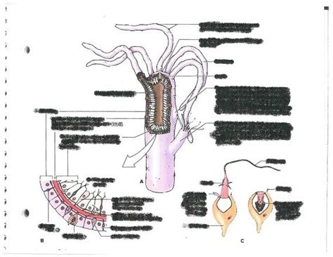 Class Hydrozoa- Hydra Diagram | Quizlet