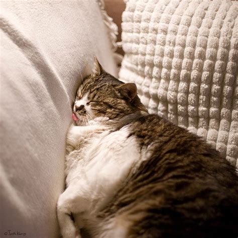 30 Hilarious Sleeping Cat Memes That Will Melt Your Heart | Cat ...