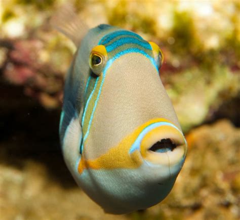 News: Where to Find Reef Trigger Fish – 2000 Daily