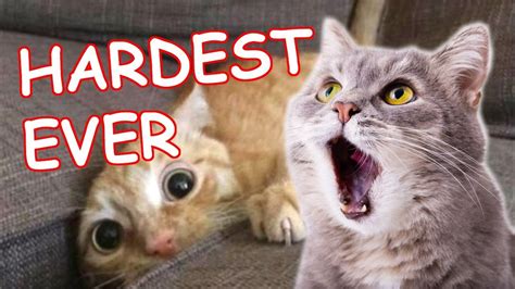 The Best FUNNY CAT Videos | Hardest Try Not To Laugh Challenge Ever in 2020 | Cute cat gif ...