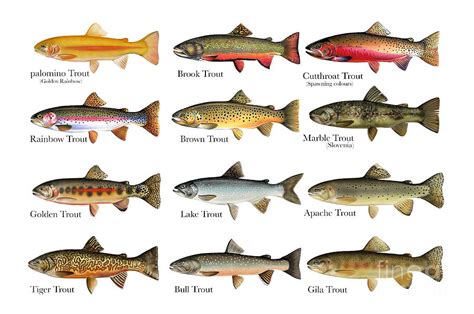 12 Trout Species Chart Digital Art by Anthony Annable