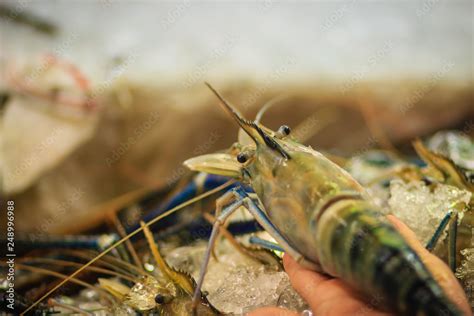 Extra large size of giant malaysian prawn (Macrobrachium rosenbergii ...