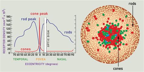 What Happens if Cone Cells Are Absent in Eye