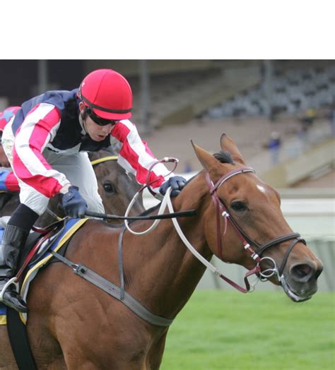 Big Bird set to fly again | Gold Circle Horse Racing And Betting