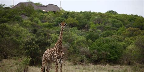 Phinda Game Reserve Safaris | South Africa | Yellow Zebra Safaris