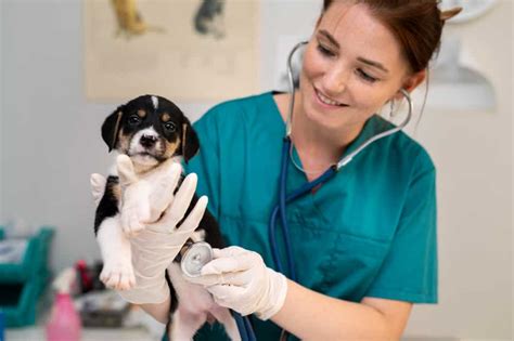 Veterinária: curso, matérias e carreira