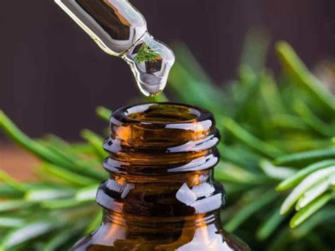 High purity rosemary essential oil bulk sale | Rainbow Biotech