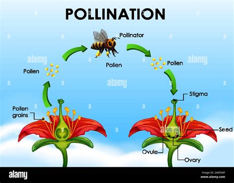 Wind Pollination Diagram