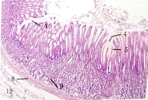 Digestive System | Histology | Anjani Mishra