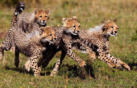 Mischievous cheetah cubs enjoy play time