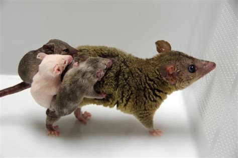 Scientists Have Created the First Genetically Engineered Marsupial